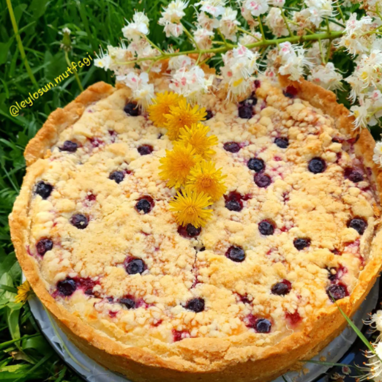 Alman Cheesecake